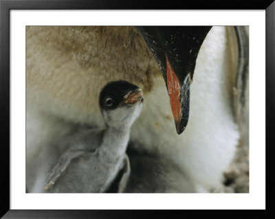 An Adult Gentoo Penguin Looks Down At Its Small Chick by Maria Stenzel Pricing Limited Edition Print image