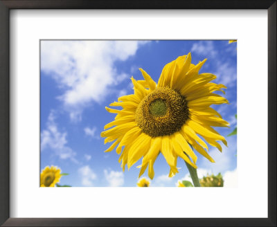 Sunflower, Helianthus Species, Bielefeld, North Rhine-Westphalia, Germany by Thorsten Milse Pricing Limited Edition Print image