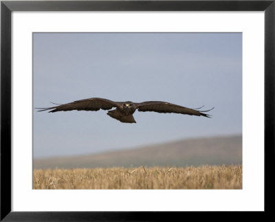 Buzzard (Buteo Buteo), Flying Over Farmland, Captive, Cumbria, England, United Kingdom by Steve & Ann Toon Pricing Limited Edition Print image