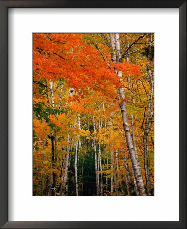 Autumn Foliage, Usa by Izzet Keribar Pricing Limited Edition Print image