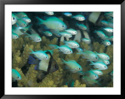 Blue-Green Chromis In Hard Coral, Papua New Guinea by Michele Westmorland Pricing Limited Edition Print image