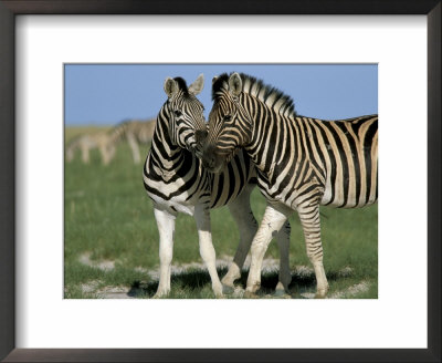 Burchell's (Plains) Zebra (Equus Burchelli), Etosha National Park, Namibia, Africa by Steve & Ann Toon Pricing Limited Edition Print image
