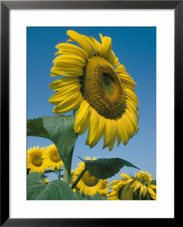 Close-Up Of Sunflowers by Adam Woolfitt Pricing Limited Edition Print image