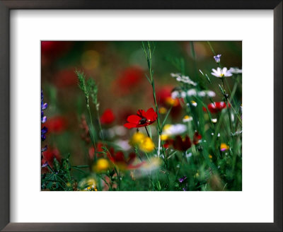 Wildflowers Growing In Olive Grove, Greece by David Tipling Pricing Limited Edition Print image