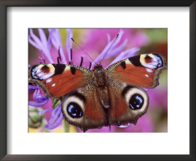 Peacock Butterfly On Cornflower by Steven Knights Pricing Limited Edition Print image