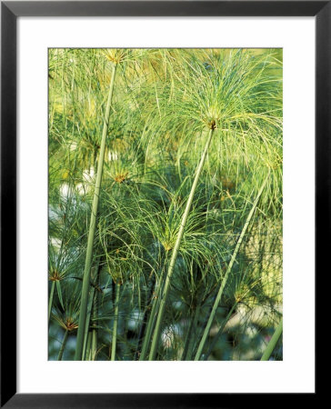 Cyperus Papyrus, Close-Up Of Green Foliage, September by Lynn Keddie Pricing Limited Edition Print image