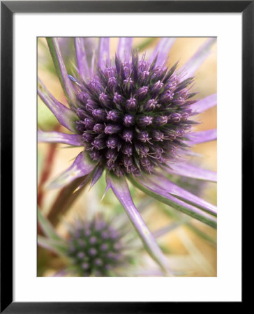 Eryngium Bourgattii, October, Lady Farm, Somerset by Mark Bolton Pricing Limited Edition Print image