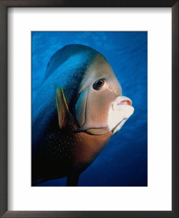 Gray Angelfish, Close-Up by Mike Mesgleski Pricing Limited Edition Print image