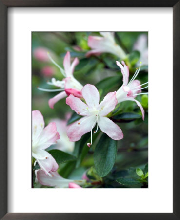 Rhododendron (Karume Group) by Mark Bolton Pricing Limited Edition Print image