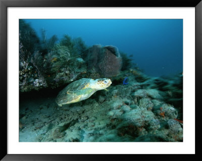 An Endangered Loggerhead Turtle Emereges From Beneath A Reef Ledge by Brian J. Skerry Pricing Limited Edition Print image