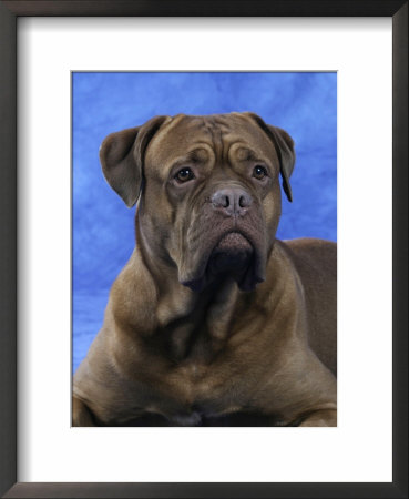 Bordeaux Dog by Petra Wegner Pricing Limited Edition Print image