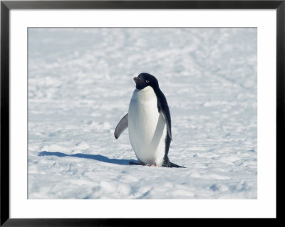Adelie Penguin In Snow, Antarctica by Mike Hill Pricing Limited Edition Print image