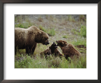 A Mother Grizzly Bear Watches As Her Two Cubs Play by Joel Sartore Pricing Limited Edition Print image