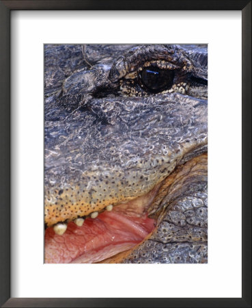 Close Up Of American Alligator Face (Alligator Mississippiensis) Pennsylvania, Usa by Niall Benvie Pricing Limited Edition Print image