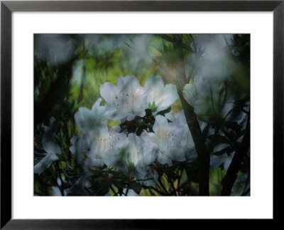 Close-Up Of A Flowering Azalea Bush by Maria Stenzel Pricing Limited Edition Print image