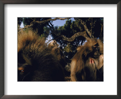 A Group Of Bachelor Male Geladas by Michael Nichols Pricing Limited Edition Print image