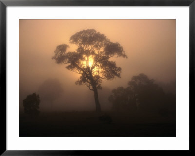 Trees In Fog At Wannon, Australia by Wayne Walton Pricing Limited Edition Print image
