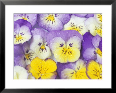 Yellow And Purple Pansies by Linda Burgess Pricing Limited Edition Print image