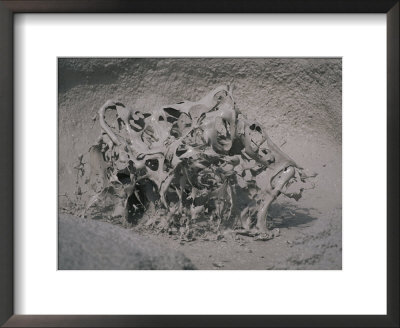 Close View Of Mud Bubble by Norbert Rosing Pricing Limited Edition Print image