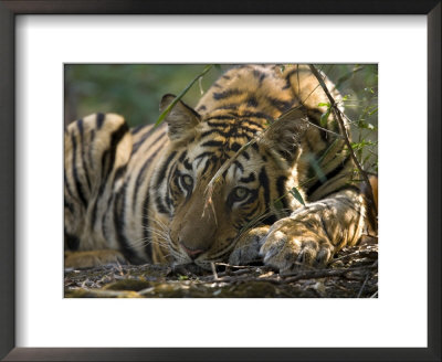 Bengal Tiger, Close-Up Profile Of Large Male Tiger Laying On Ground, Madhya Pradesh, India by Elliott Neep Pricing Limited Edition Print image