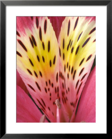 Alstroemeria (Sunburst Rose) by Chris Burrows Pricing Limited Edition Print image