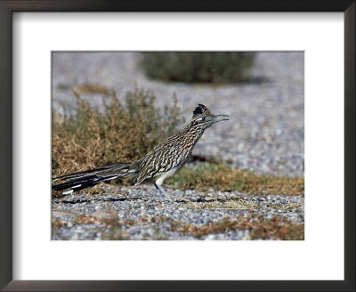 Greater Roadrunner, New Mexico by David Tipling Pricing Limited Edition Print image