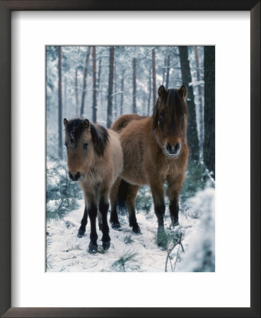 Domestic Horse, Dulmen Ponies, Mare With Foal In Winter, Europe by Reinhard Pricing Limited Edition Print image