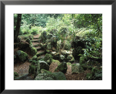 Hedera & Fern On Rock, Rhododendron Over Hanging Wilderness Style Garden, Cornwall by Mark Bolton Pricing Limited Edition Print image
