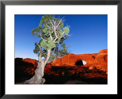 Tree Infront Of Turret Arch, Arches National Park by Holger Leue Pricing Limited Edition Print image