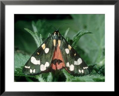 Scarlet Tiger Moth At Rest On Nettles, Nottinghamshire, Uk by Harry Fox Pricing Limited Edition Print image
