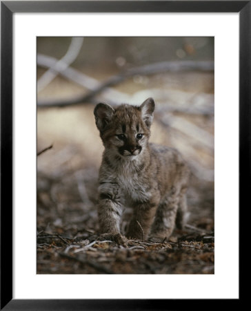 Portrait Of An Eight-Week-Old Mountain Lion Kitten by Jim And Jamie Dutcher Pricing Limited Edition Print image