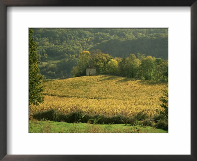 Vineyards In Autumn, Near Arbois, Jura, Franche Comte, France by Michael Busselle Pricing Limited Edition Print image