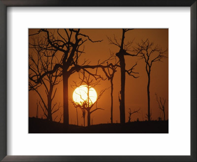 Sunset In Tropical Rainforest After Destruction By Fire, Brazil by Martin Dohrn Pricing Limited Edition Print image