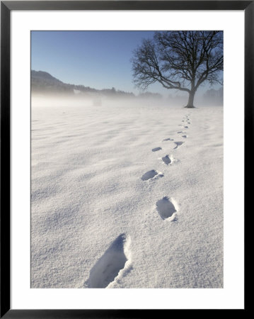 Footprints In Snow by Fogstock Llc Pricing Limited Edition Print image