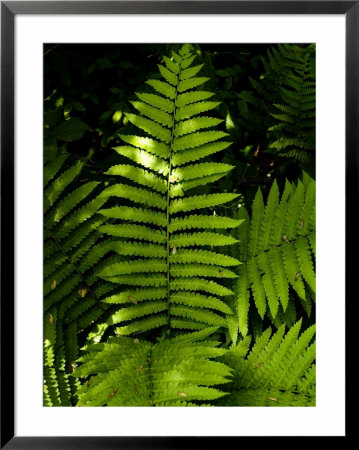 Close View Of A Fern Lit By The Sun, Groton, Connecticut by Todd Gipstein Pricing Limited Edition Print image