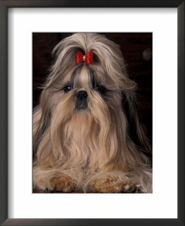 Shih Tzu Portrait With Hair Tied Up, Showing Length Of Facial Hair by Adriano Bacchella Pricing Limited Edition Print image