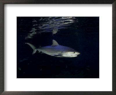 Tiger Shark, Hawaii by David B. Fleetham Pricing Limited Edition Print image