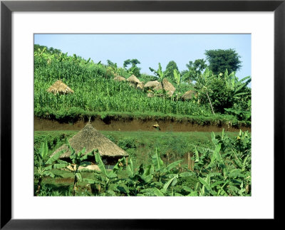 Banana Plantation And Traditional Mud & Thatch Huts, E. Uganda by William Gray Pricing Limited Edition Print image