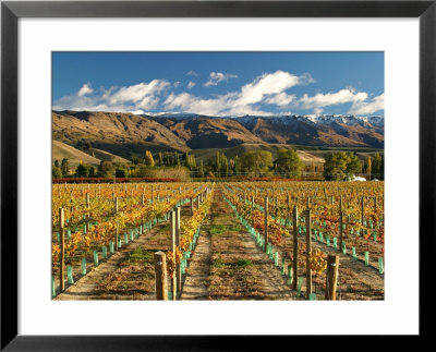 Vineyard And Pisa Range, Central Otago, South Island, New Zealand by David Wall Pricing Limited Edition Print image
