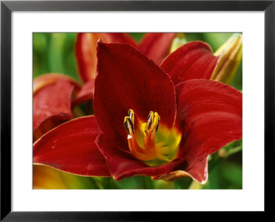 Hemerocallis Chicago Knockout (Daylily) by Mark Bolton Pricing Limited Edition Print image