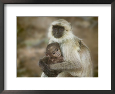 Black-Face Langur Mother And Baby, Ranthambore National Park, Rajasthan, India by Keren Su Pricing Limited Edition Print image