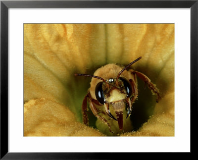 Squash Or Pumpkin Bee, Xenoglossa Angustior by Robert Parks Pricing Limited Edition Print image