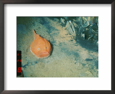A Fish Waits For A Meal To Swim Past by Jonathan Blair Pricing Limited Edition Print image