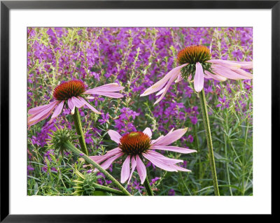 Echinacea Purpurea Magnus And Lythrum Virgatum (Purple Conflower And European Wand Loosestrife) by Michael Davis Pricing Limited Edition Print image