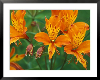 Orange Asiatic Lilies In Town Square, Cannon Beach, Oregon, Usa by Jamie & Judy Wild Pricing Limited Edition Print image