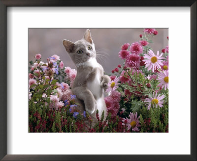 Lilac-And-White Burmese-Cross Kitten Standing On Rear Legs Among Pink Chrysanthemums And Heather by Jane Burton Pricing Limited Edition Print image