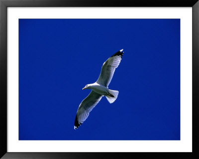 Herring Gull (Larus Argentatus) In Flight, North Berwick, United Kingdom by Nicholas Reuss Pricing Limited Edition Print image