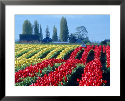 Tulip Field, Washington, Usa by William Sutton Pricing Limited Edition Print image