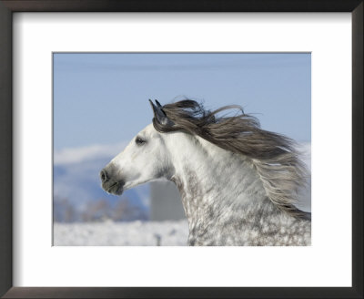Grey Andalusian Stallion Head Profile While Cantering, Longmont, Colorado, Usa by Carol Walker Pricing Limited Edition Print image