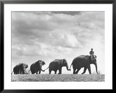 Circus Elephants Walking In Line by Cornell Capa Pricing Limited Edition Print image